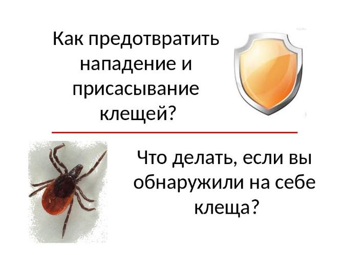 Как предотвратить нападение и присасывание клещей? Что делать, если вы обнаружили на себе клеща?