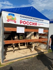 Сельскохозяйственный кооператив "Россия" выступает на выставке "Прикамский агрофест - 2025"