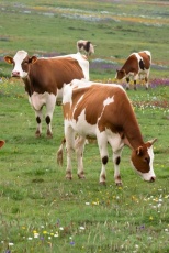 Напоминаем владельцам о соблюдении правил содержания сельскохозяйственных животных 