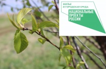 В Кудымкаре в рамках озеленения территории высадят более ста деревьев