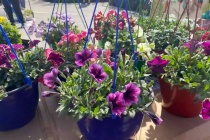 Весенняя сельскохозяйственная ярмарка