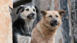 Напоминаем об ответственном отношении к своим домашним животным.