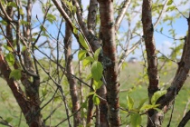 С 15 января по 28 февраля в социальной сети «ВКонтакте» проводится Интернет-флешмоб #ПоздравляемПаркПермский