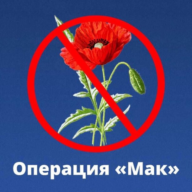 В Пермском крае стартовал первый этап оперативно-профилактической операции «Мак-2025»