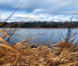 Забирать диких животных из их естественной среды обитания запрещено