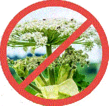 Внимание! Борщевик Сосновского