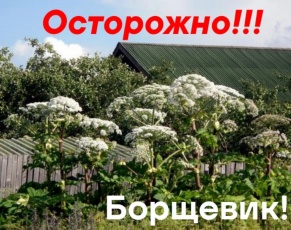 Памятка о мерах безопасности при обращении с борщевиком  Сосновского 