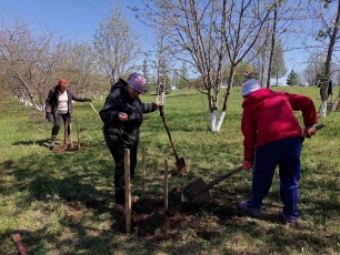 Жители Кудымкарского округа продолжают принимать участие в Международной акции «Сад Памяти»