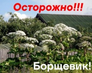 Памятка о мерах безопасности при обращении с борщевиком  Сосновского 