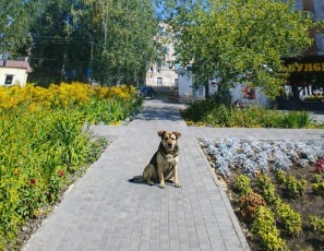 В Кудымкарском округе заключили соглашение на оказание услуг по обращению с безнадзорными животными 