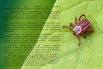В Пермском крае начался весенний подъем клещевой активности.