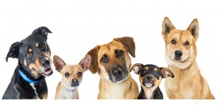 О мероприятиях, направленных на регулирование численности животных без владельцев, проведенных на территории города Кудымкара