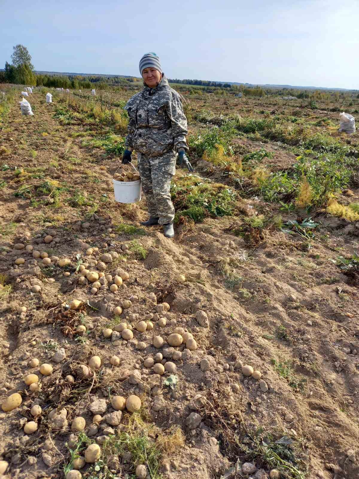 ИСТОРИЯ УСПЕХА "ГУРИНСКИЕ ОВОЩЕВОДЫ ЛОМАЮТ СТЕРЕОТИПЫ"