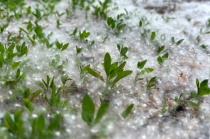 Тополиный пух – потенциальный источник пожара