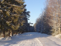 Кудымкарское лесничество объясняет как правильно заготовить ель для новогоднего праздника 