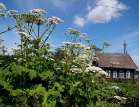 Мероприятия, направленные на предотвращение распространения и  уничтожение борщевика Сосновского 