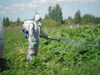 Внимание! С 15 июня по 30 июля 2023 года на территории Кудымкарского муниципального округа будет проводиться ликвидация очагов произрастания и распространения борщевика Сосновского с применением гербицидов