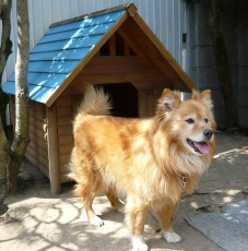 Напоминаем об ответственном отношении к своим домашним животным