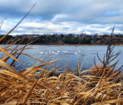 Забирать диких животных из их естественной среды обитания запрещено